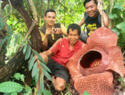 Cerita Gupardi, Petani di Bengkulu yang Mekarkan Bunga Rafflesia di Kebunnya, Berawal dari Iseng